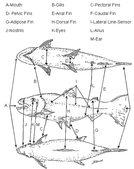 Fish Diagram