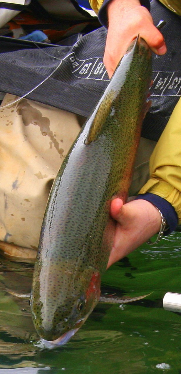 Repectfully Released