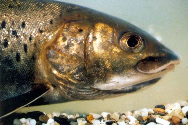 Lenox Trout of Siberia