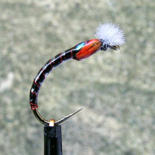 Midlander's Bubble Gray Boy Pupa (wing buds)