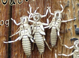 The Nymph's Shucking Along