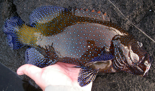 Peacock Grouper by Aaron at http://streamtime.blogspot.com/ 