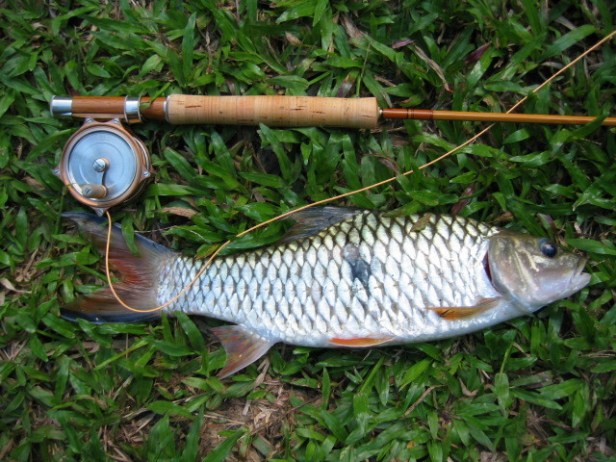 Sebarau Fish~http://flyfishingsg.proboards38.com/index.cgi
