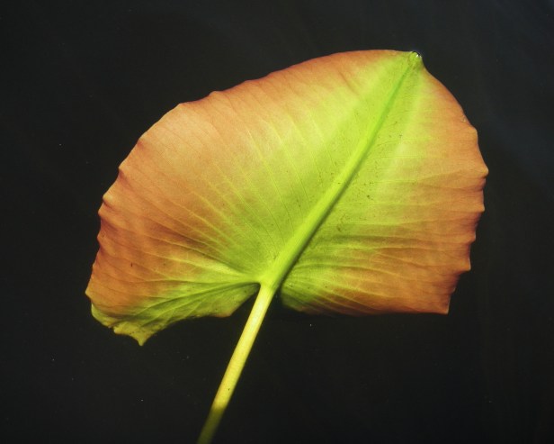 trillium-l-7-6-08-059