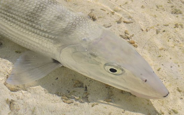 bonefish-a