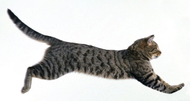 OK, it's a Tabby and not a Panther 