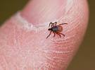 Deer Tick