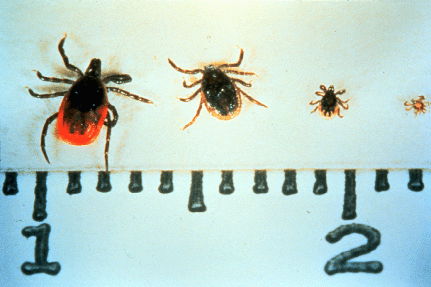 Deer Ticks to Scale