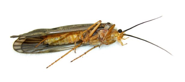 October Caddis~Bottom Up (Michelle Mahood)