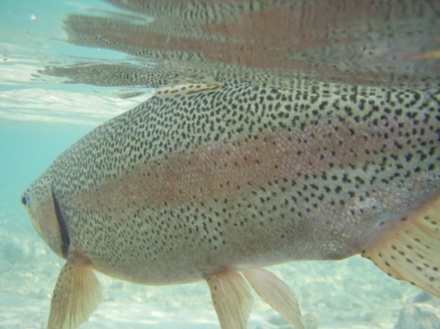 Rainbow Trout