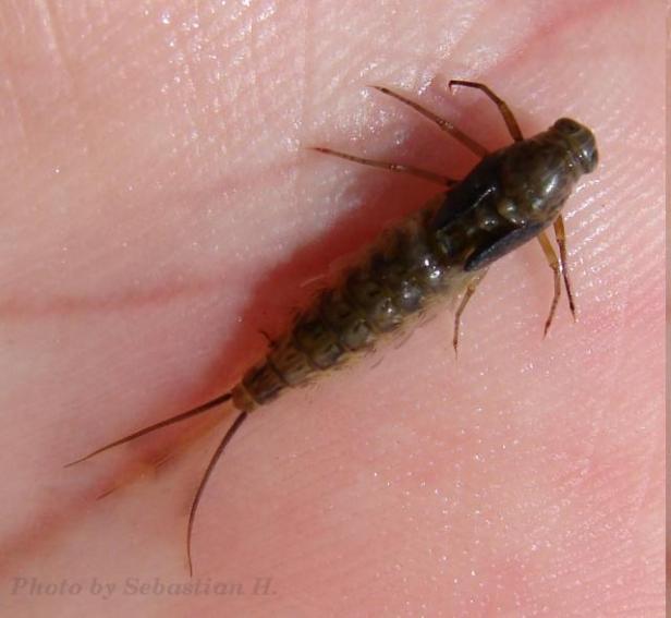 Baetidae (Moja Mala Entomološka Zbirka~Sebastian M.)