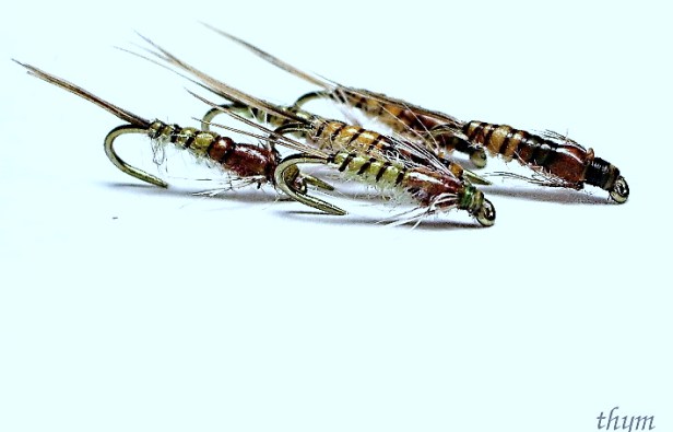 Baetis Nymphs~Thym (Fly Tying Forum)