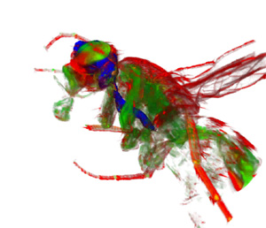 Drosophila melanogaster (Fruit Fly Scanned