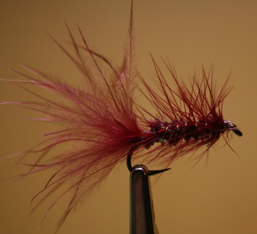 IMG_7615 Claret Bugger~Unrequieted Love, SwittersB