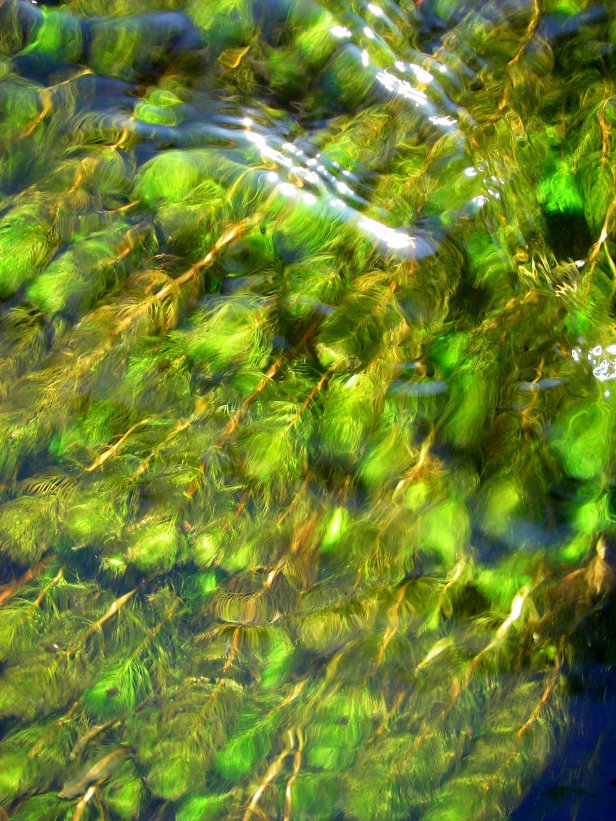 Green Have~SwittersB