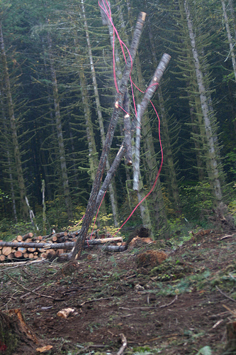 logging