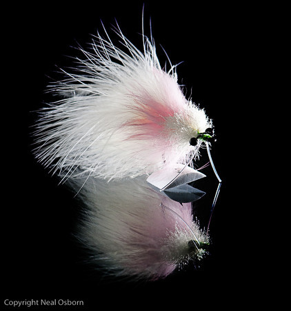 Neal Osbourn Photography