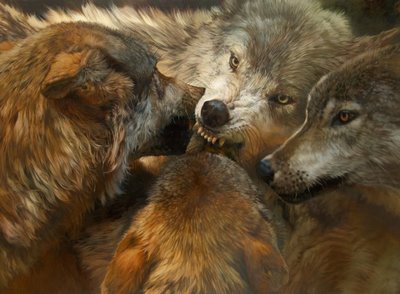 The Order of Wolves~Julie Bell