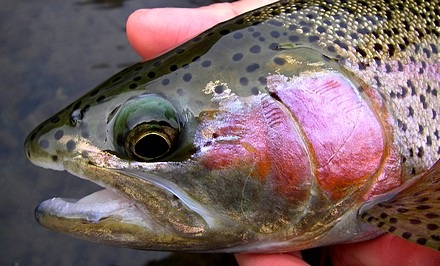 beautytrout upper sac bow trtundergrd.