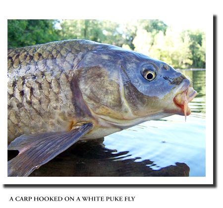 http://www3.sympatico.ca/ianjames/carp-registry.html
