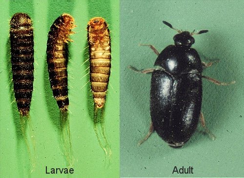 Carpet Beetles (Larva and Adult)