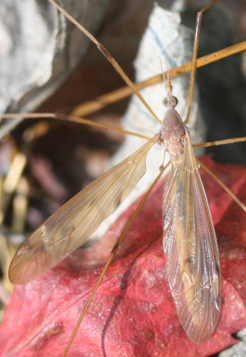 Crane Fly Adult