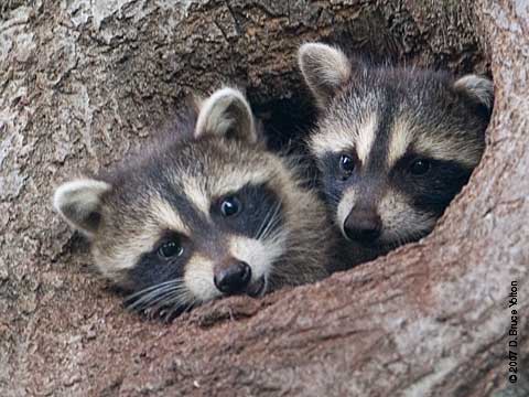 raccoons
