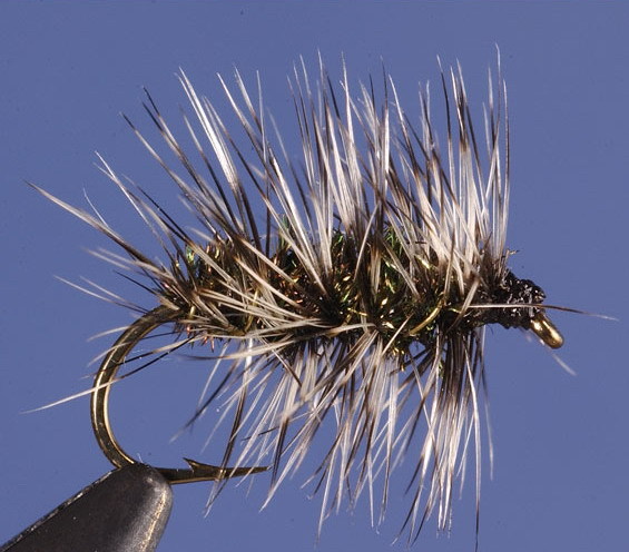 Griffith Gnat@gass81 at photobucket