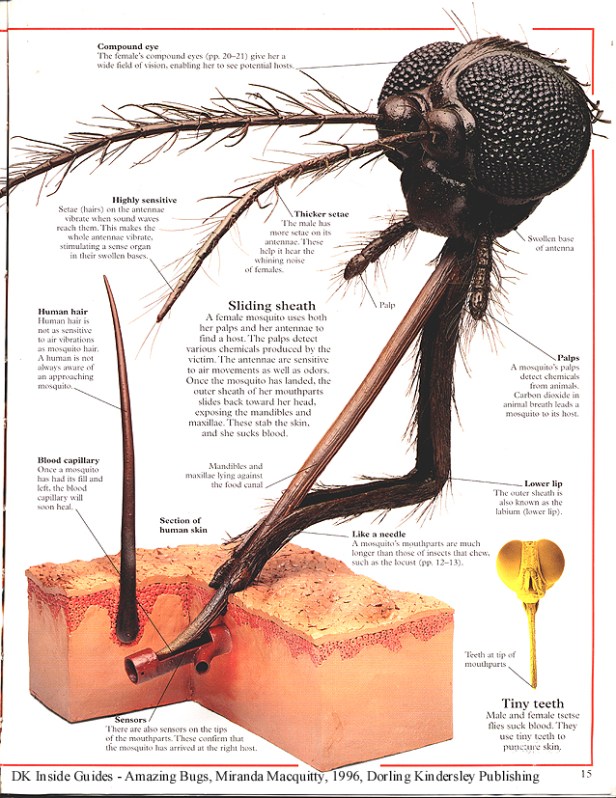 Mosquito_mouthparts