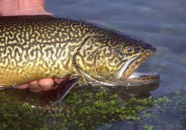 tiger trout A