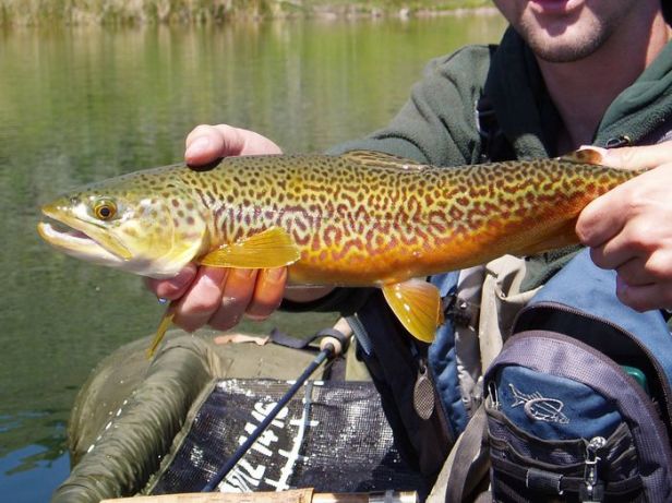 Tiger Trout~WashngtonFlyFishing.com 