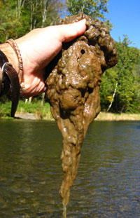 Didymo! Not a Detroit Lyrcist for Jay-Z