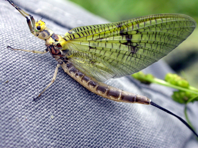 Trout Insect Insectology For The Beginning FlyFisher (troutnut) – SwittersB & Exploring