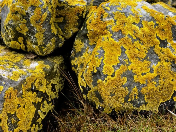 goldenstones goldenstones