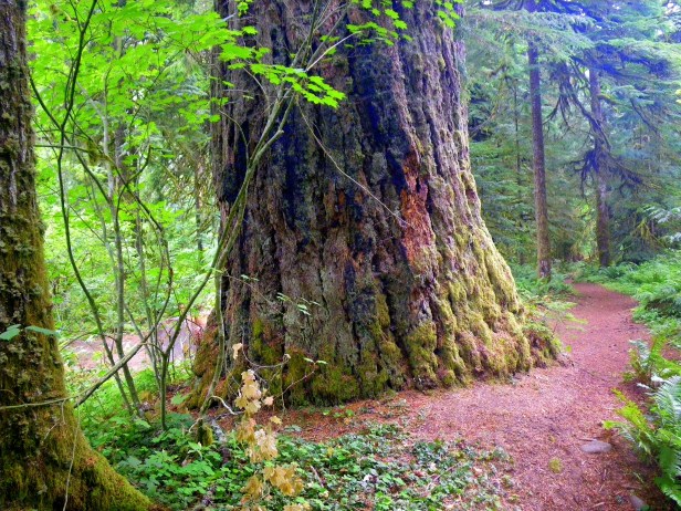 IMGP0941A I Met An Old Man Along The Way~SwittersB