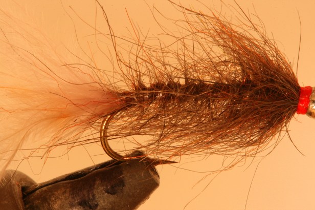 Hale Bopp Leech (Original Colors) SwittersB