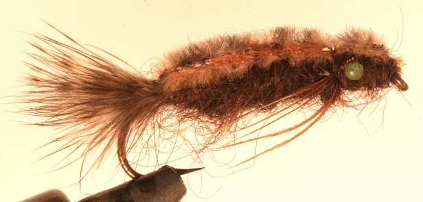 Fuzzy Dragon~T. Muncy