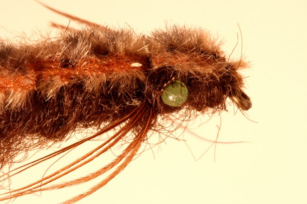 Fuzzy Dragon by Tony Muncy