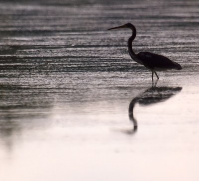 bird wade Rusty One Robinson reserve