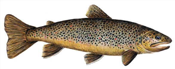Brown Trout~Brooke Gavin Biggar