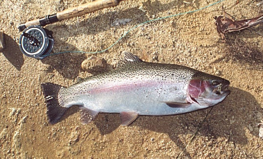 FlyBow Western Australia Bow