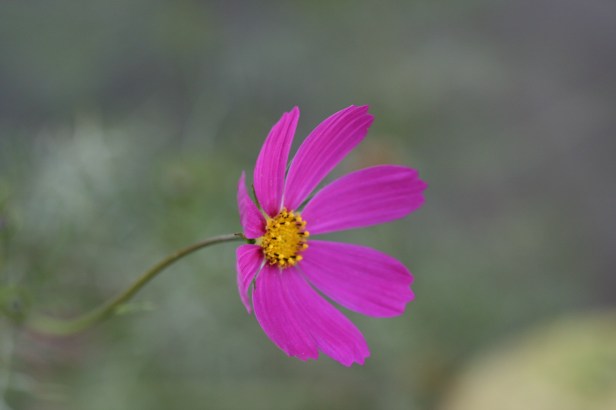 IMG_1397 Cosmo Blowing By.....