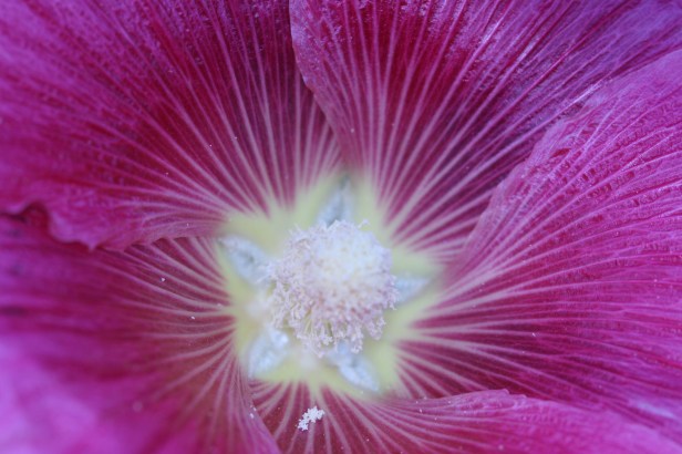 IMG_1404 Horny Hollyhock