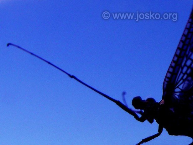 josko.org x josko.org x