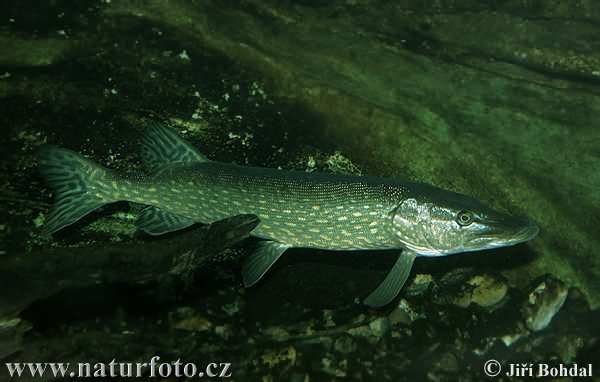 northern-pike-20529