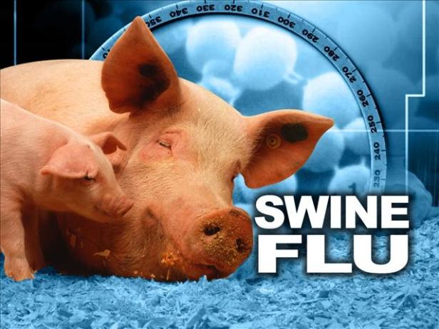 swine%20flu%203
