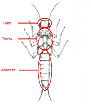 Anatomybody Anatomybody