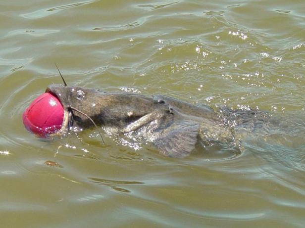 catfish-basketball-2-thumb