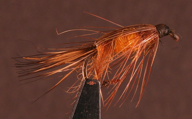 IMG_2091X Tied Down Caddis~SwittersB