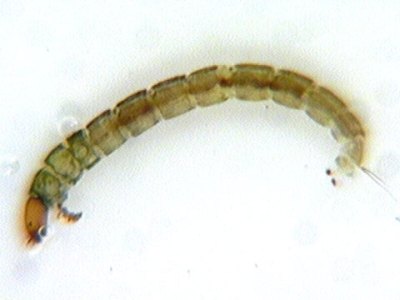 midge larva